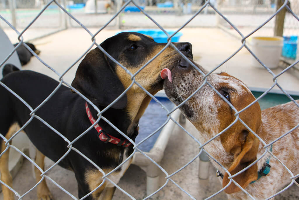 two shelter dogs kissing