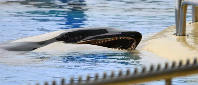orca breaking teeth seaworld