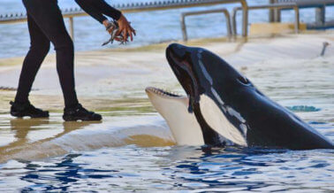 6 maneras en las que SeaWorld arruinó la Navidad