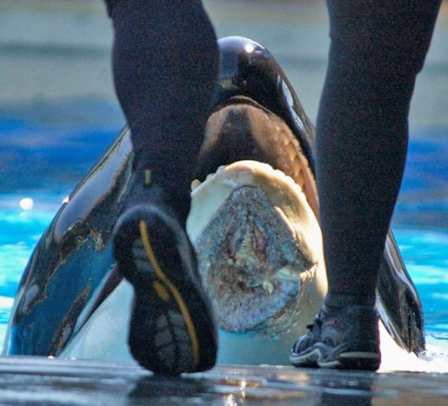Nakai se lesionó con un borde de metal afilado en su tanque en el SeaWorld de San Diego en septiembre de 2012, supuestamente mientras huía de un altercado agresivo con otras dos orcas.