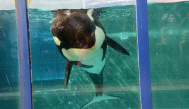 8 razones por las que SeaWorld no es lugar para las orcas