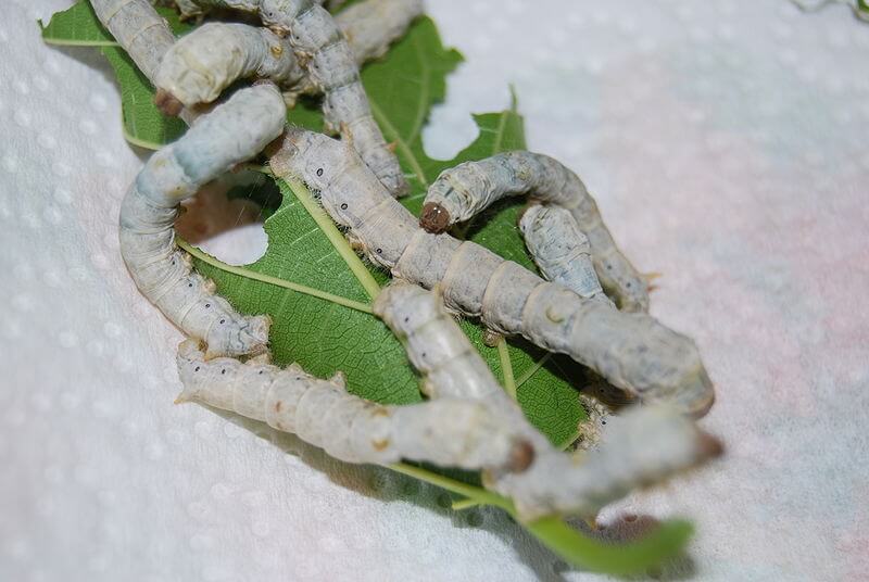 Instar Larvae