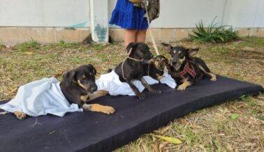 De ser botado a ser apreciado: mira cómo el chihuahua Baja tuvo una segunda oportunidad gracias a PETA Latino