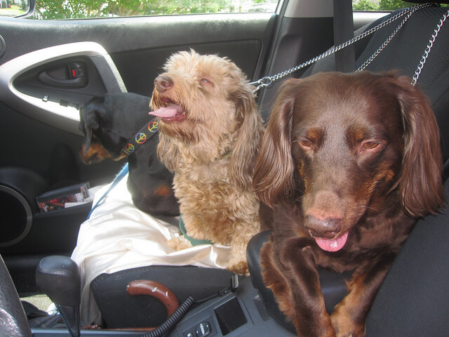 3 dogs inside of a car