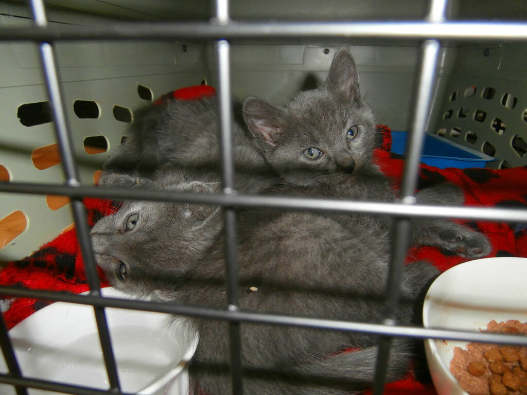 grey shelter kittens/ cats