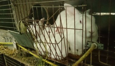 Conejos Golpeados, Colgados y Desollados Vivos en el Comercio de Pieles