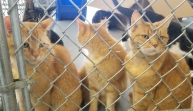 Perros y Gatos sin Hogar Son Almacenados y Desangrados por Dinero en Michigan