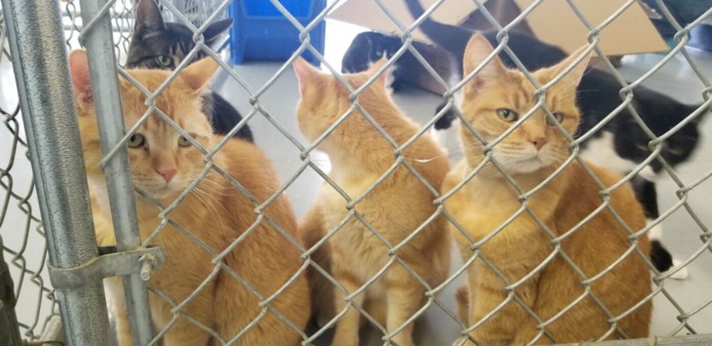 Three orange cats sitting next to each other in a cage. Three more cats can be seen in the background.
