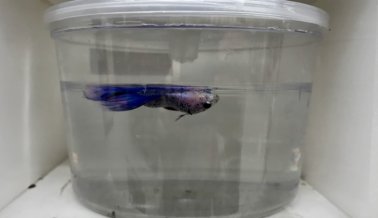 Nuevo exposé de PETA: Peces Betta Viven en la Suciedad, Enfermos, y Mueren en Petco