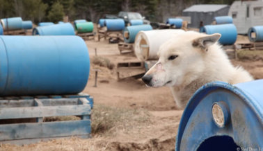 Discover Holidays: ¡Dejen de Apoyar a la Industria de los Trineos Tirados por Perros!