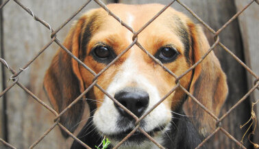 Exígeles a Petco, PetSmart y Chewy que dejen de apoyar el maltrato de beagles Exígeles a Petco, PetSmart y Chewy que dejen de apoyar el maltrato de beagles