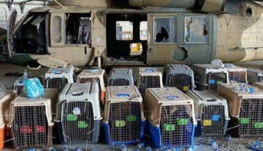 ACTUALIZACIÓN Sobre Perros en Afganistán: El Ejército de EE.UU. le Responde a PETA ACTUALIZACIÓN Sobre Perros en Afganistán: El Ejército de EE.UU. le Responde a PETA