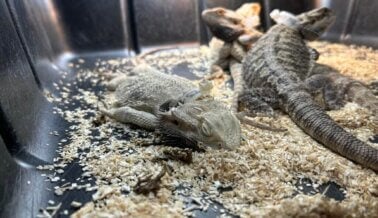 Informante: Reptiles sedientos, enfermos, sufriendo en fábrica de cría