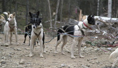 Exige que Lynden Deje de Financiar el Maltrato de Perros en la Iditarod