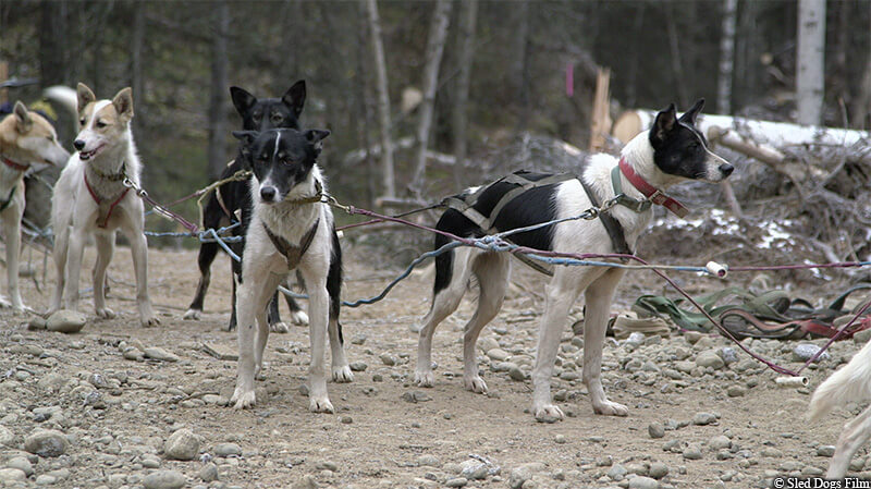 Five husky dogs on rocky terrain are tied together with rope apparently attached to a sled (not pictured). 