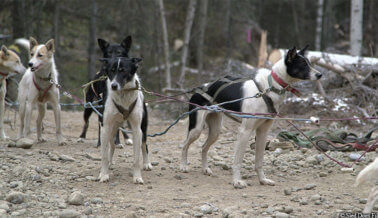 Dile a Este Distribuidor de Bebidas que el Iditarod es Una Pesadilla en el Ártico Para los Perros