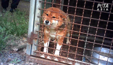PETA Expone la Pesadilla de las Fábricas de Cachorros en Corea del Sur, ¡Comprométete a Adoptar!