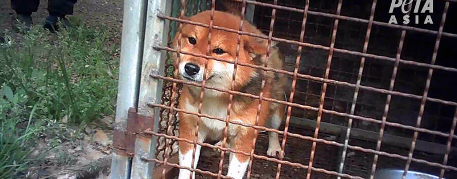 PETA Expone la Pesadilla de las Fábricas de Cachorros en Corea del Sur, ¡Comprométete a Adoptar!