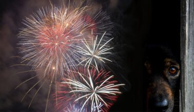 Las 144 Noches de Fuegos Artificiales de Canadá Aterrorizan a la Fauna Silvestre y a los Animales de Compañía