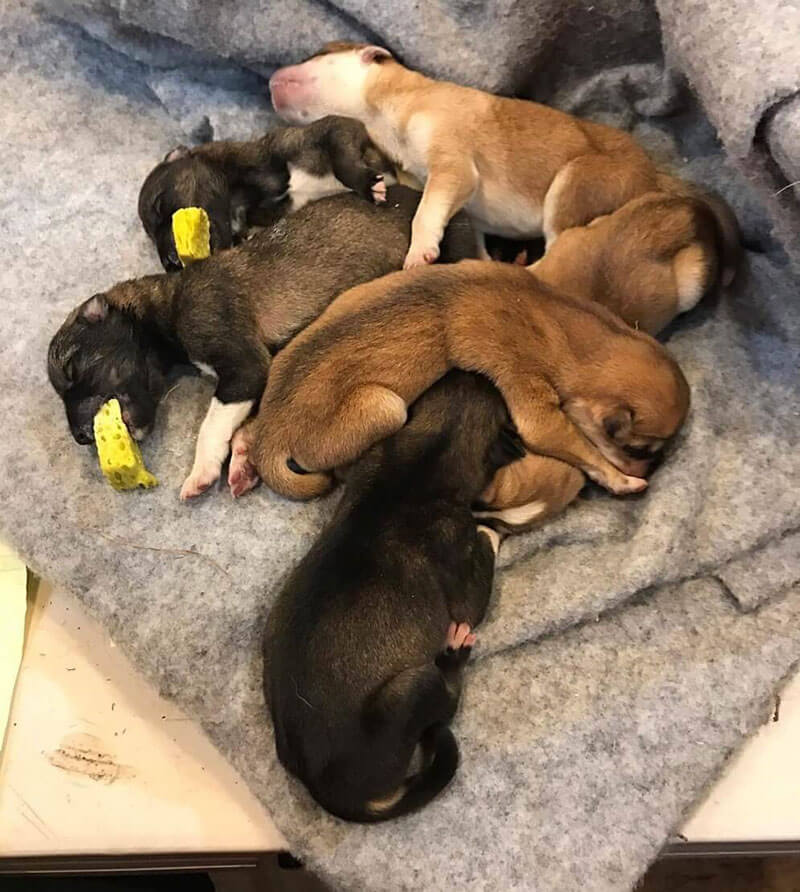 A pile of six dead puppies are shown from above on a blanket, two of them have yellow sponges in their mouths.