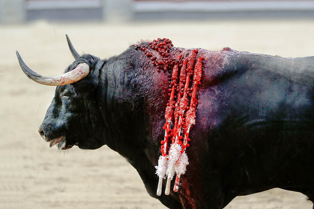 Toro apuñalado con banderillas decoradas