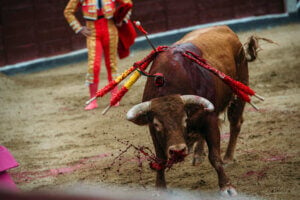 Toro siendo apuñalado con banderillas