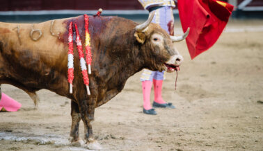 Pintando un cuadro: los toros sufren y mueren en las corridas de toros