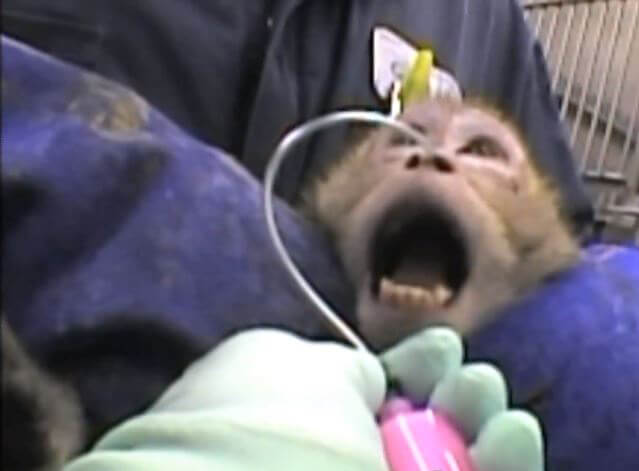 AirFrance animal testing on monkey-16