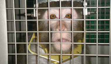 Insta a la FDA a Que le Ponga Fin a Los Dolorosos Experimentos en Animales