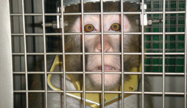 Insta a la FDA a Que le Ponga Fin a Los Dolorosos Experimentos en Animales Insta a la FDA a Que le Ponga Fin a Los Dolorosos Experimentos en Animales