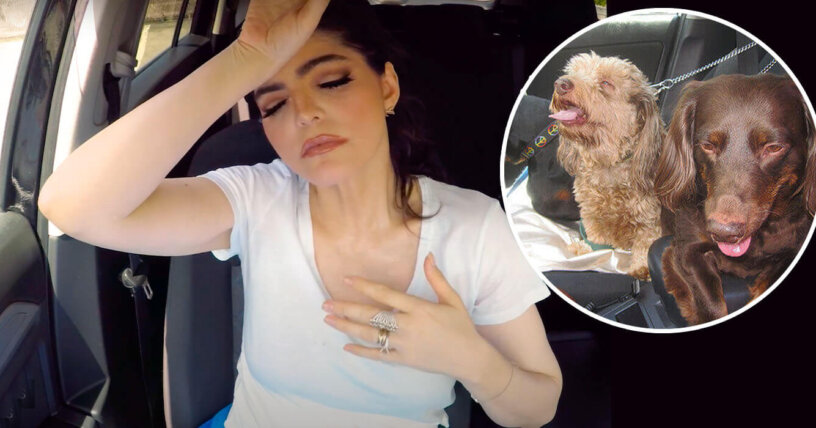 Ana Bárbara demuestra por qué los carros calientes son trampas mortales para los perros
