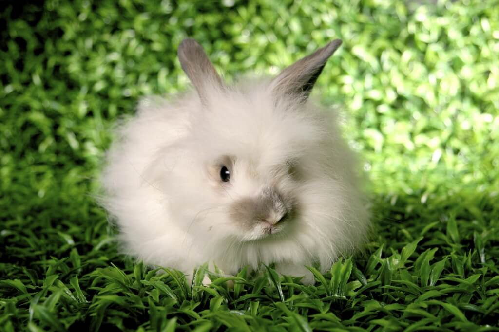 Angora-Rabbit-on-grass-1024x682