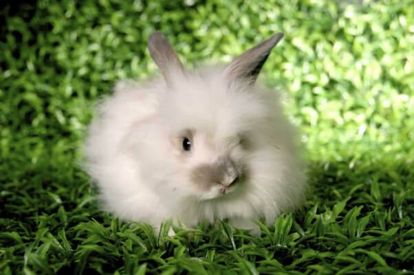 Angora-Rabbit-on-grass-602x401