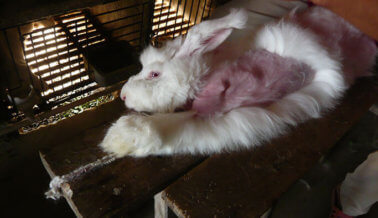 Exige a Dior que ponga fin a la crueldad de la angora