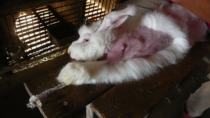 Angora-rabbit-plucking