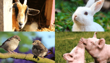 5 Formas de Empezar a Ayudar a los Animales en 2023