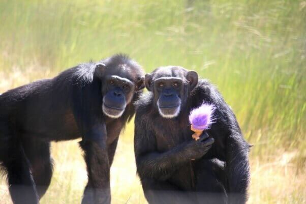 Annie_and_Foxie_with_troll_chimp