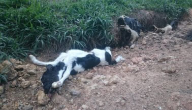 Bebés apaleados y madres baleadas varias veces por leche