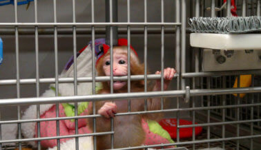 Últimas noticias: Los Institutos Nacionales de Salud ponen fin a los experimentos en monos bebé