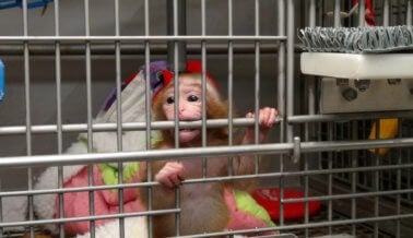 ¡Experimentos Psicológicos en Monos Bebé al Descubierto!