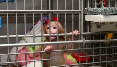 ¡Experimentos Psicológicos en Monos Bebé al Descubierto! ¡Experimentos Psicológicos en Monos Bebé al Descubierto!