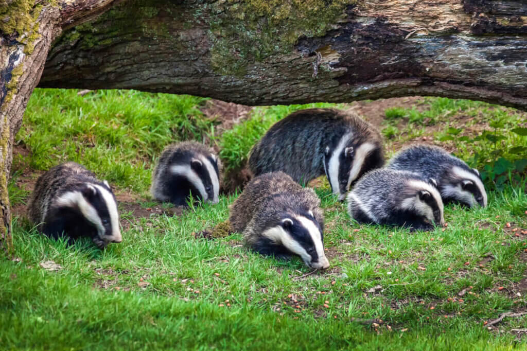 Grupo de badgers en la naturaleza