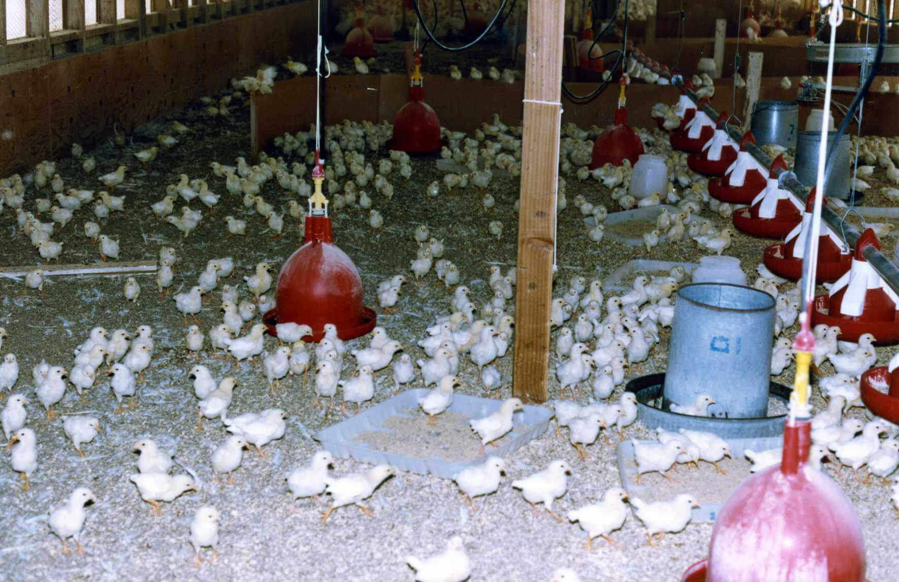 Baby chicks in large room
