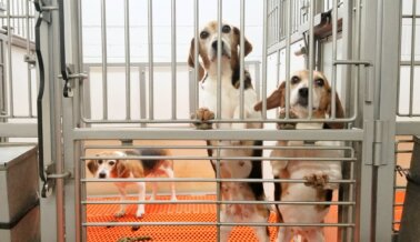 Resumen 2022: 5 Impactantes Investigaciones de PETA que Provocaron Acciones por los Animales