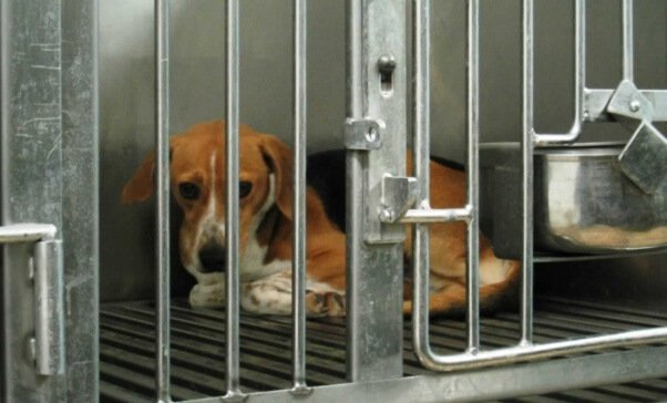 Beagle-cowering-in-cage-@-Iams_cropped-602x364