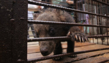 Animales Maltratados en la Industria de Los Circos de China