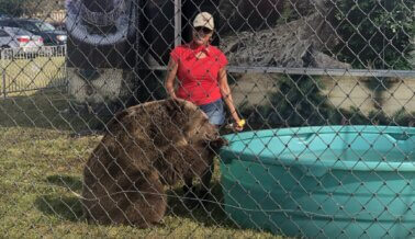 Tras Alerta de PETA Sobre Acto Peligroso con Osa, Federales Citan a Bearadise Ranch