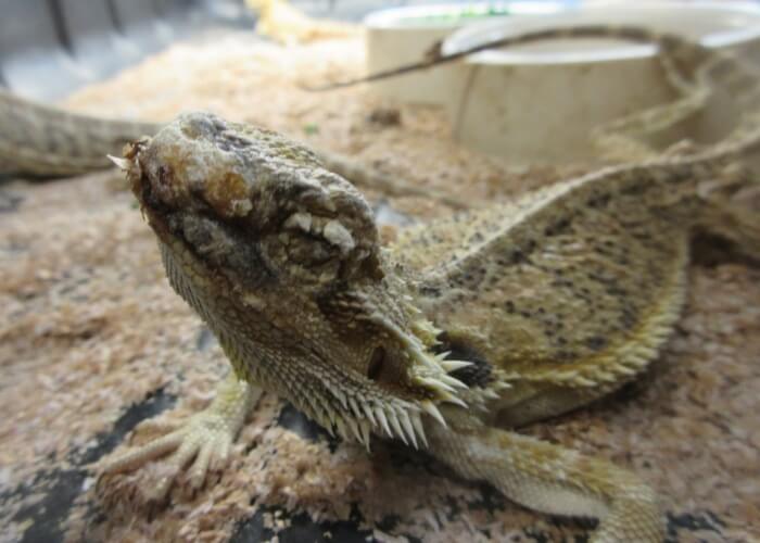 Bearded dragon-Nine