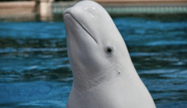 SeaWorld Obliga a las Belugas a Reproducirse y Dar a Luz en Bañeras