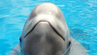 Ballena beluga muere bajo el cuidado del Shedd Aquarium